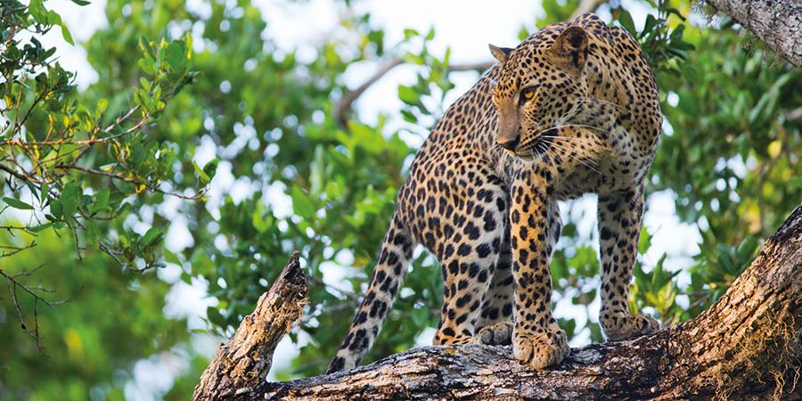 Leopard safari in Yala National Park