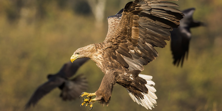 Sailing Trollfjord  on a sea eagle safari