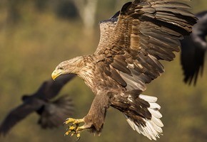 Sea Eagle Safari