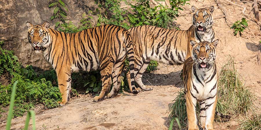 Ranthambore National Park